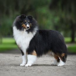 Shetland Sheepdog puppies from Jesstar Shetland Sheepdogs