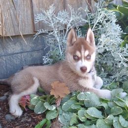 Siberian Huskies from Heather's Pups