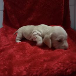 Girl 2 - Cream female Dachshund puppy in Ponce De Leon, Florida from Brittany's Dachshunds