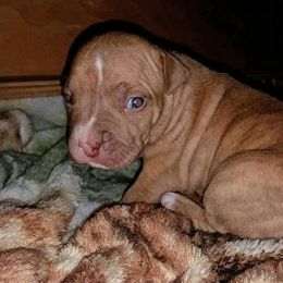American Pit Bull Terrier Puppies from Kaotic APBTs