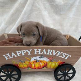 Silver dark blue collar - Silver male Dilute Retriever puppy in Teton County, Montana from East Front Labradors & Treasure State Schnauzers