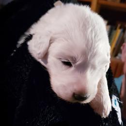 Great Pyrenees Puppies from Rusty Horse Ranch Great Pyrenees