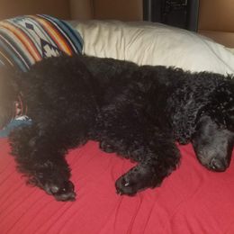 Poodle Puppies from En Vie