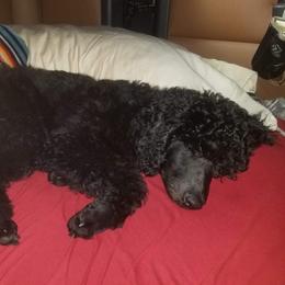 Poodle Puppies from En Vie
