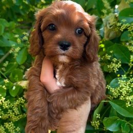 Blaze - Red male Cavapoo puppy in Salt Lake City, Utah from SunnySide Mini Doodles