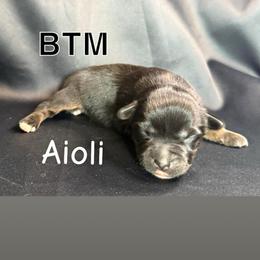 Aioli - Black tri male Toy Australian Shepherd puppy in Medical Lake, Washington from MAS Gone Rogue