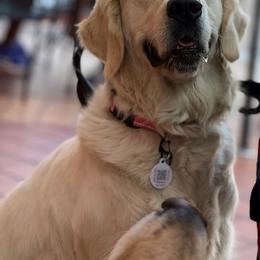 Lillie - Golden Retriever
