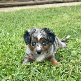 Holly Berry Toy Doodle - Blue merle female Aussiedoodle puppy in Charlestown, Indiana from Forever Aussies and A Doodle