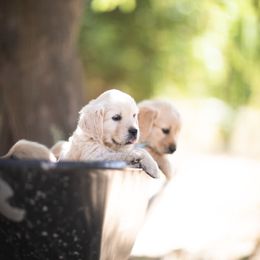 Cavalier King Charles Spaniel and Golden Retriever Puppies from Tsarevich Goldens and Cavaliers