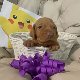 Togepi - Golden rust male Vizsla puppy in Bloomington, Indiana from Envizion