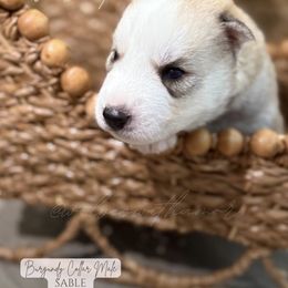 Everest - Sable and white male Siberian Husky puppy in Manteca, California from Wolves with Amor