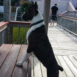 Boxers and Miniature Schnauzers from Williams Pups