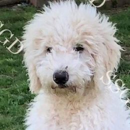 Aussiedoodles, Australian Shepherds, Goldendoodles, and Golden Retrievers from Shannon’s Southern Goldens, Goldendoodles, Aussies & Aussiedoodles