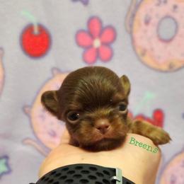 Girl 3 - Chocolate and tan female Chihuahua puppy in Richmond, Virginia from Breens