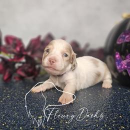 Zero - Chocolate and cream male Dachshund puppy in Martin City, Montana from FleuryDachs