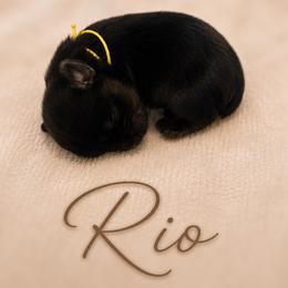 Rio - Black and tan male Yorkshire Terrier puppy in Moses Lake, Washington from Oasis' Yorkshire Terriers