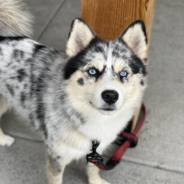 Niner - Pomsky