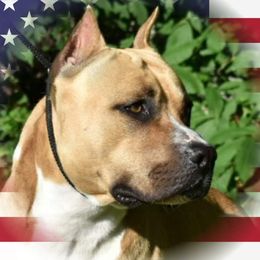 American Staffordshire Terriers from Calmaine AmStaffs