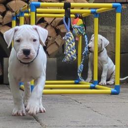 Jael - White female Dogo Argentino puppy in Morgan Hill, Pennsylvania from De la Fuerza De Dios
