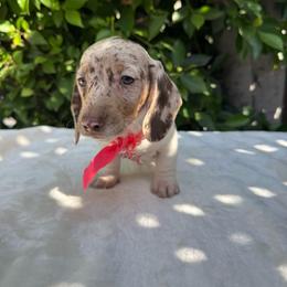 Isabella - Dapple female Dachshund puppy in Temecula, California from Naomi Magee's Dachshund Kennel