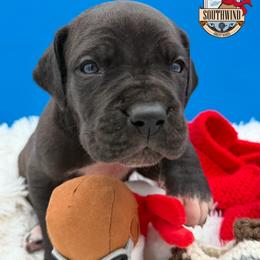 Chazzzzzzz - Black male Great Dane puppy in White City, Kansas from Southwind Great Danes