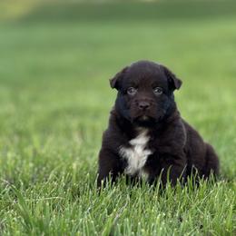 Plate - Red & white female Australian Shepherd puppy in Argyle, Iowa from Country Time Kennels