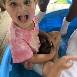 Dachshund Puppies from L & A Dachshunds