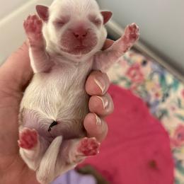 Lavendar girl - Cream and white female Shih Tzu puppy in Berkeley Springs, West Virginia from Sandridge Shih Tzus