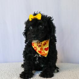 Stella - Black female Cavapoo puppy in Apopka, Florida from Rae Precious Puppies