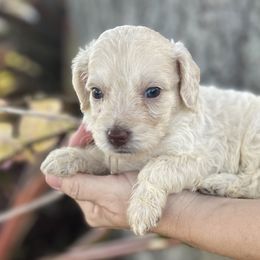 Girl 4 - Cream Goldendoodle puppy in Bradenton, Florida from Doodle Acres