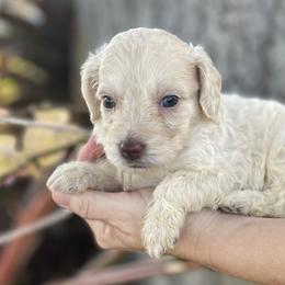 Girl 4 - Cream Goldendoodle puppy in Bradenton, Florida from Doodle Acres