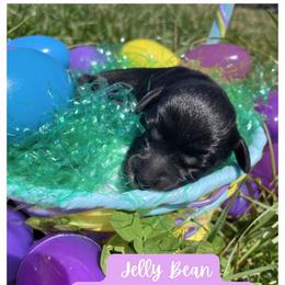 Jelly Bean - Black female Schnoodle puppy in Lathrop, Missouri from RR Schnoodles