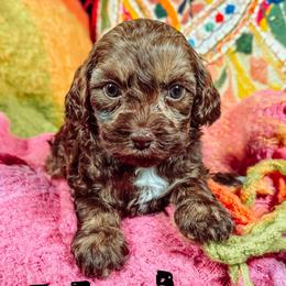 Hoka - Chocolate female Australian Labradoodle puppy in Decatur, Alabama from Southern Meadows Doodles