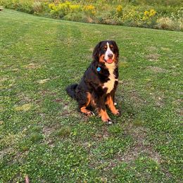 Dexy - Bernese Mountain Dog