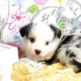 Miniature Australian Shepherd and Toy Australian Shepherd Puppies from Magnolia Hills Farm