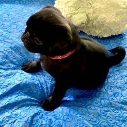 MidKnight - Black male Pug puppy in Arabi, Georgia from Von Webb Pups