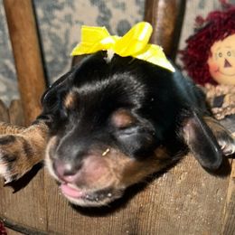 Dachshund All Grown Up from Neens Weens Kennels