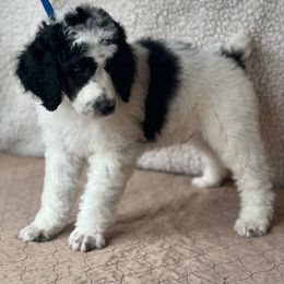 Grogu - Parti Male - Parti Poodle puppy in Stanley, Wisconsin from Fanciers' Poodles