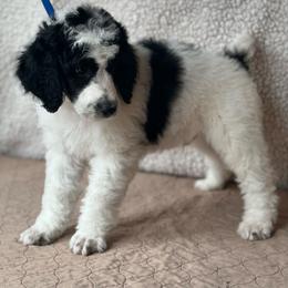 Grogu - Parti Male - Parti Poodle puppy in Stanley, Wisconsin from Fanciers' Poodles