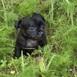 Midnight - Black male Chihuahua puppy in East Camden, Arkansas from RoyAl
