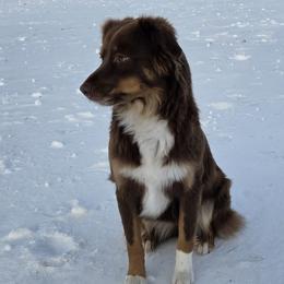 Miniature Australian Shepherds from Adina Enlow
