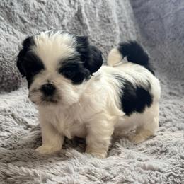 Enzo - Black and white male Shih Tzu puppy in Northridge, California from Our ShihTzu Family
