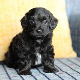 Jhett - Black male Havapoo puppy in Eagle Mountain, Utah from Lady Paws Puppies