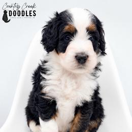 Saul - Tri-color male Bernedoodle puppy in Tipton, Indiana from Country Creek Doodles