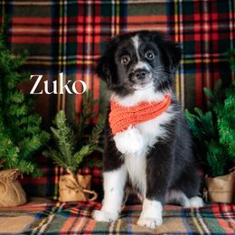 Zuko - Black & white male Miniature American Shepherd puppy in Puyallup, Washington from TRAILS END (FERGI’S) GEMINI