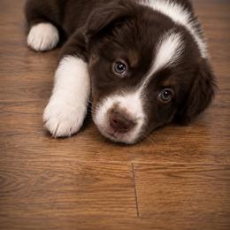 Haku - Red tri male Miniature Australian Shepherd puppy in Macomb, Missouri from Show Me MO Aussies
