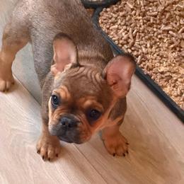Bambi - Fawn female French Bulldog puppy in Philadelphia, Pennsylvania from Kiki Leigh Frenchies