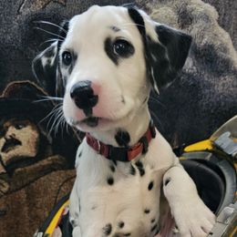 BURGUNDY - White and black Dalmatian puppy in Adamstown, Maryland from Sprinkled with Hearts Dalmatians