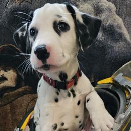 BURGUNDY - White and black Dalmatian puppy in Adamstown, Maryland from Sprinkled with Hearts Dalmatians