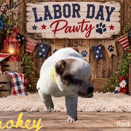 Smokey - Red speckled male Australian Cattle Dog puppy in Oronogo, Missouri from Dutton's Show Me Farms